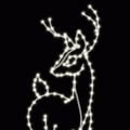 Deer & Animals