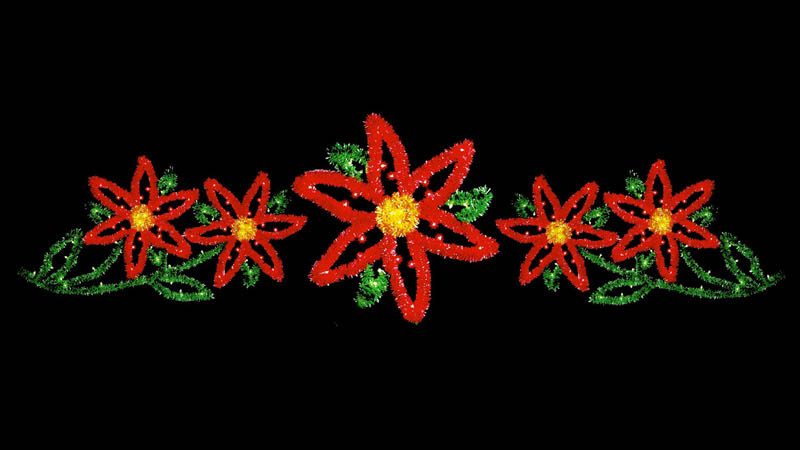22' Five Poinsettia