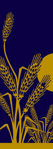 Wheat