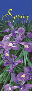 Siberian Iris
