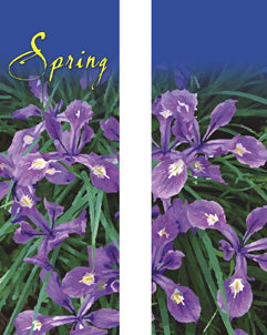Spring Beauty Siberian Iris