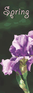 Bearded Iris