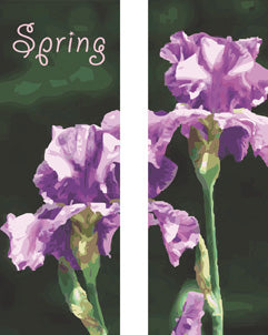 Bearded Iris