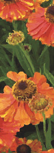 Orange Poppies