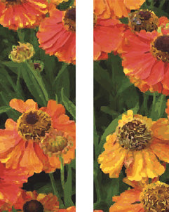 Orange Poppies