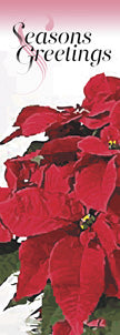 Poinsettias