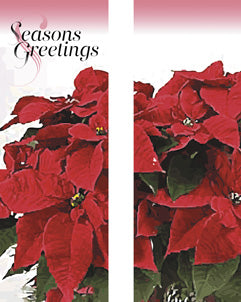 Potted Poinsettias