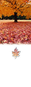 Carpet of Leaves