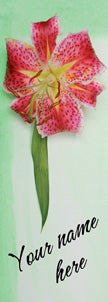 Tiger Lily