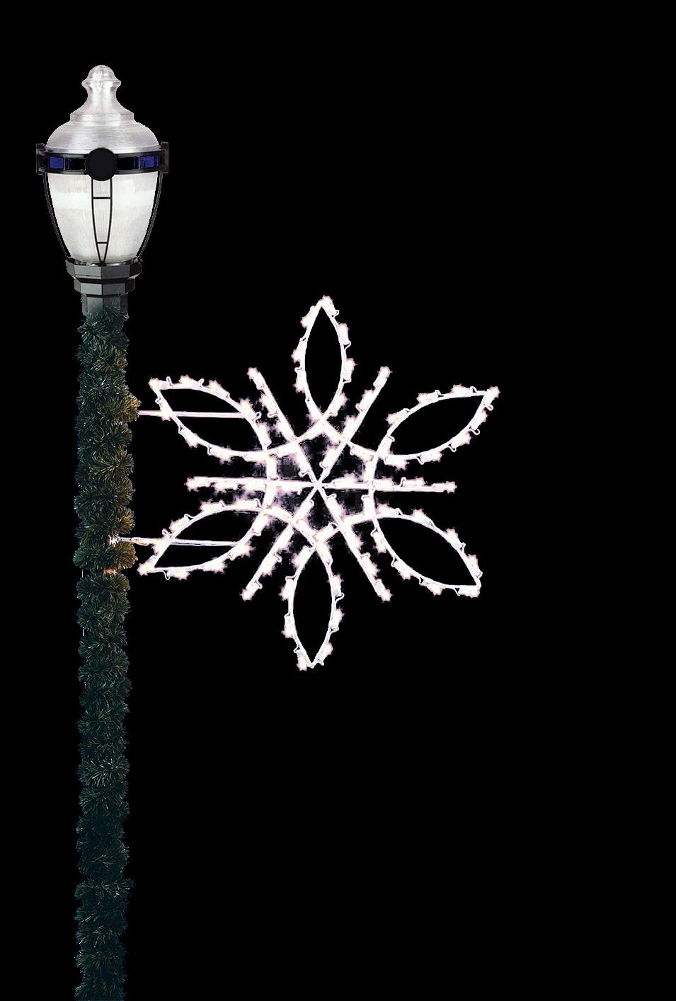 6' Snowburst