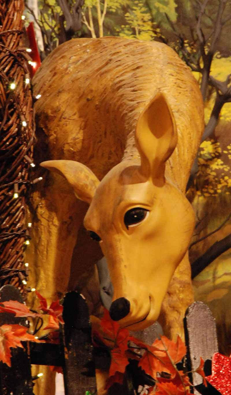 Grazing Doe