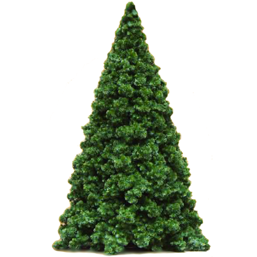 Northwest Conifer Tree