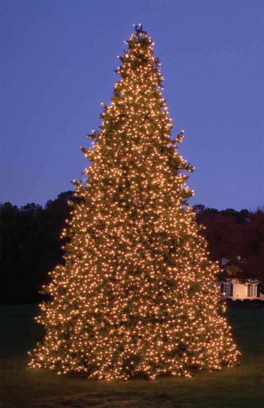 Olympia Tree