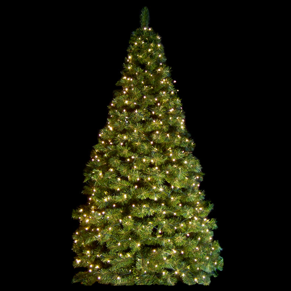 Oregon Cascade Fir Tree